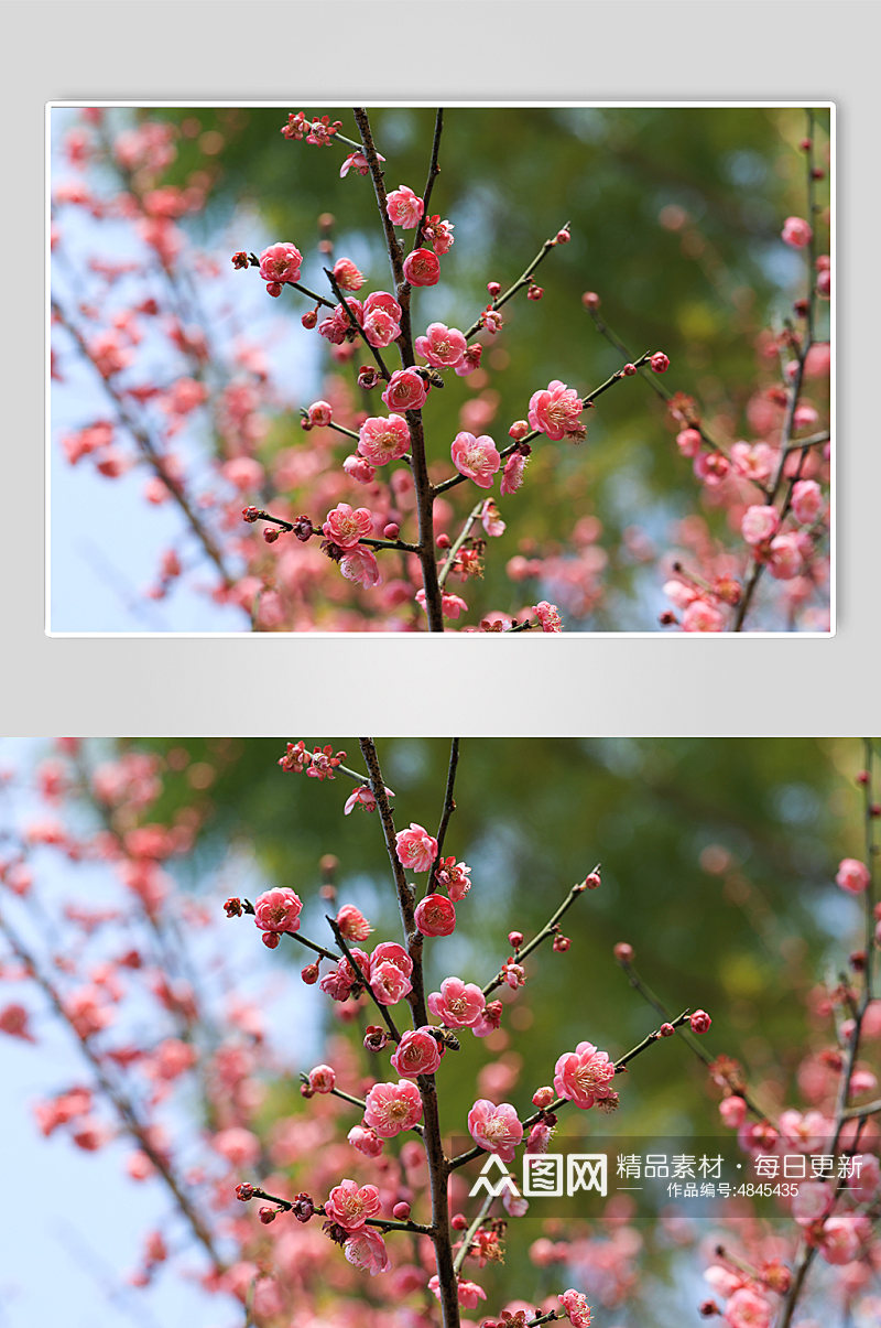 自然风光花卉桃花鲜花绿植风景摄影图片素材