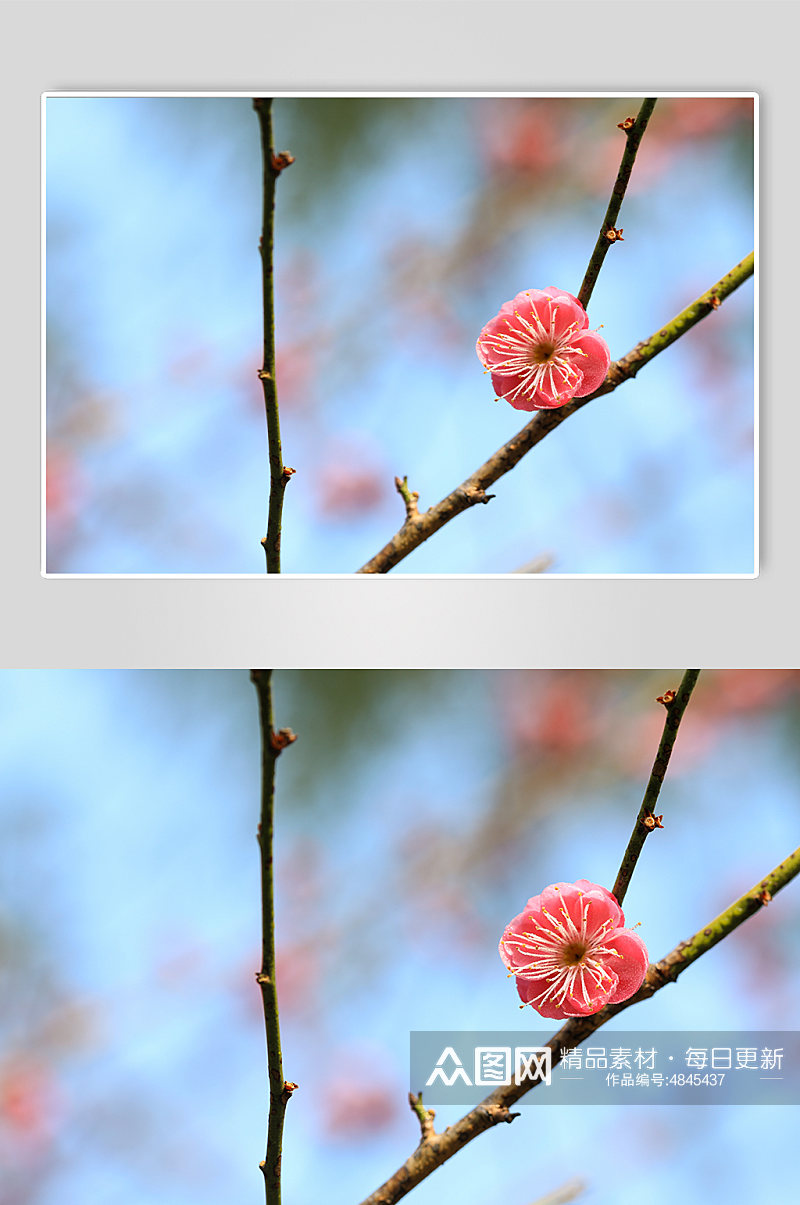 自然风光桃花花卉鲜花绿植风景摄影图片素材