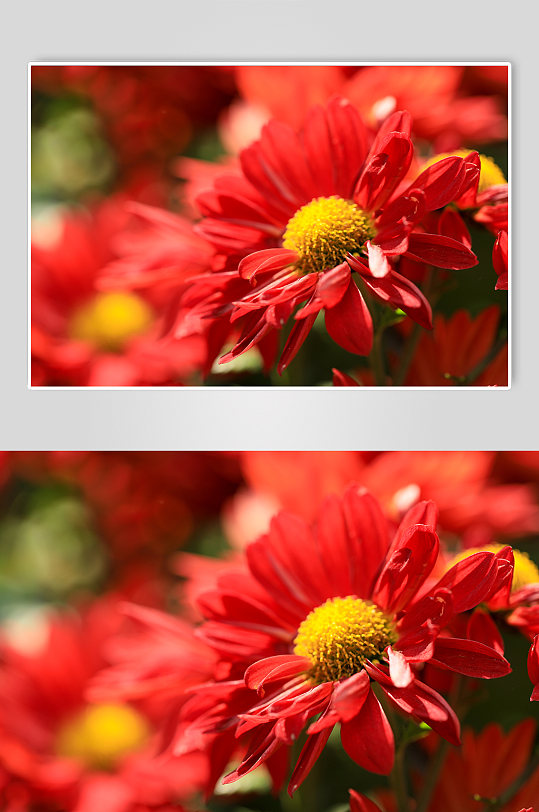 自然风光红色花卉鲜花绿植风景摄影图片