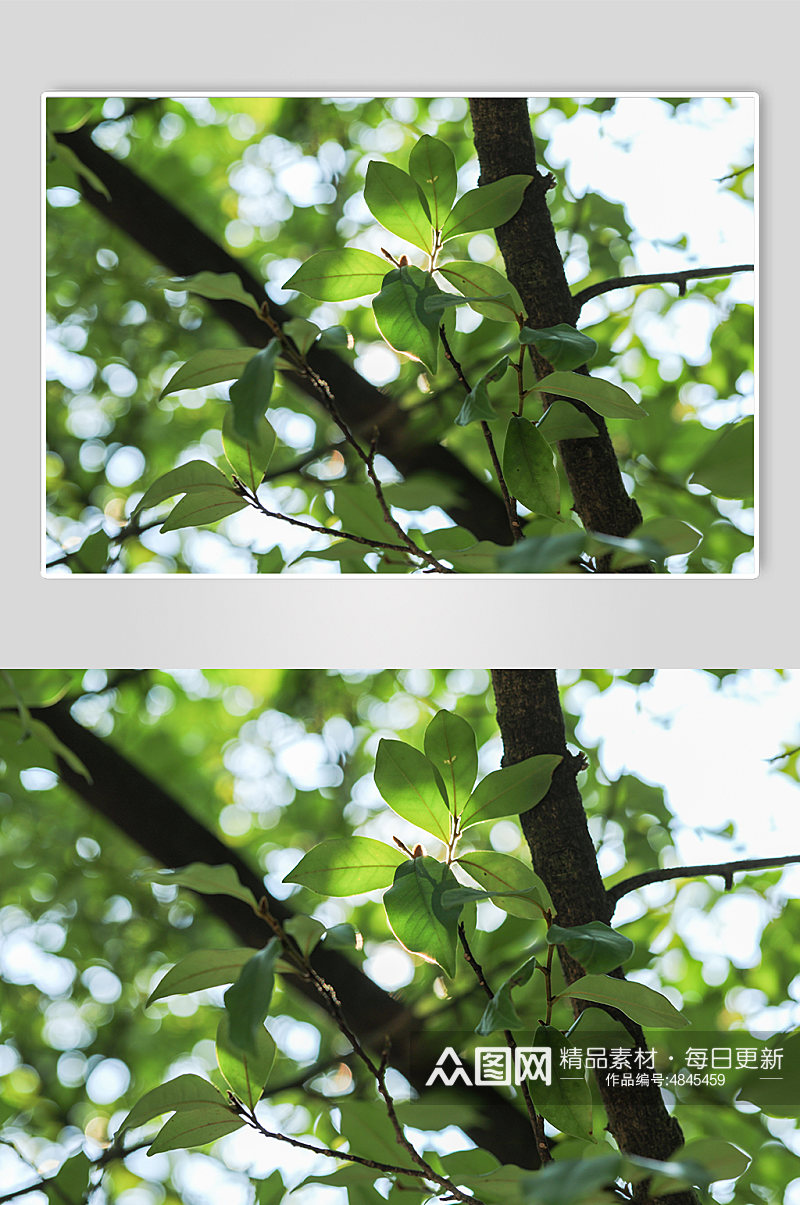 自然风光外景绿植绿叶自然植物摄影图片素材