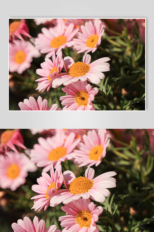 自然风光花卉鲜花绿植风景摄影图片-众图网