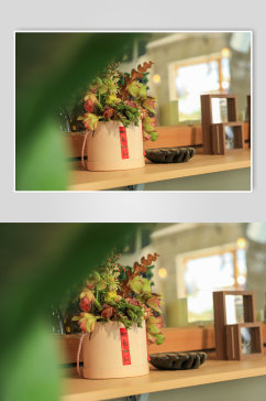 室内小清新绿植盆栽摄影图片