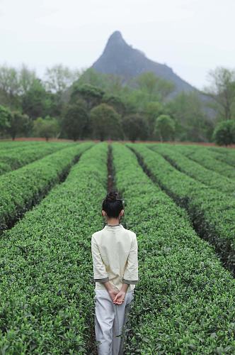 新中式国风茶园采茶茶道茶文化人物摄影图