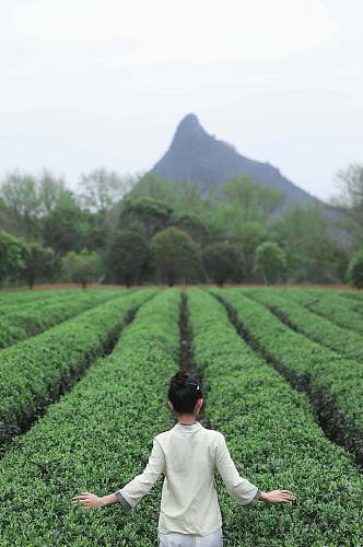 新中式国风茶园采茶茶道茶文化人物摄影图