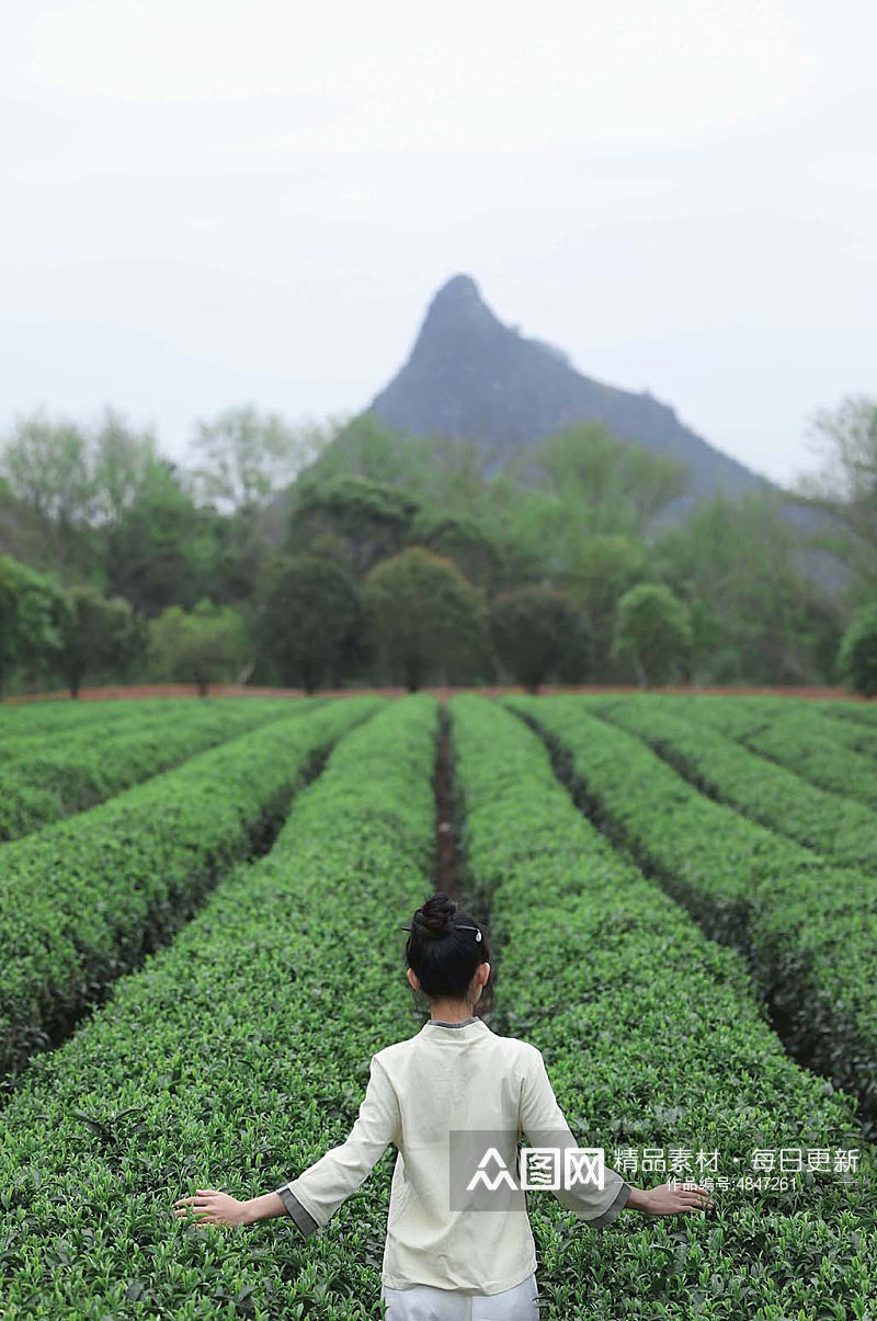 新中式国风茶园采茶茶道茶文化人物摄影图素材