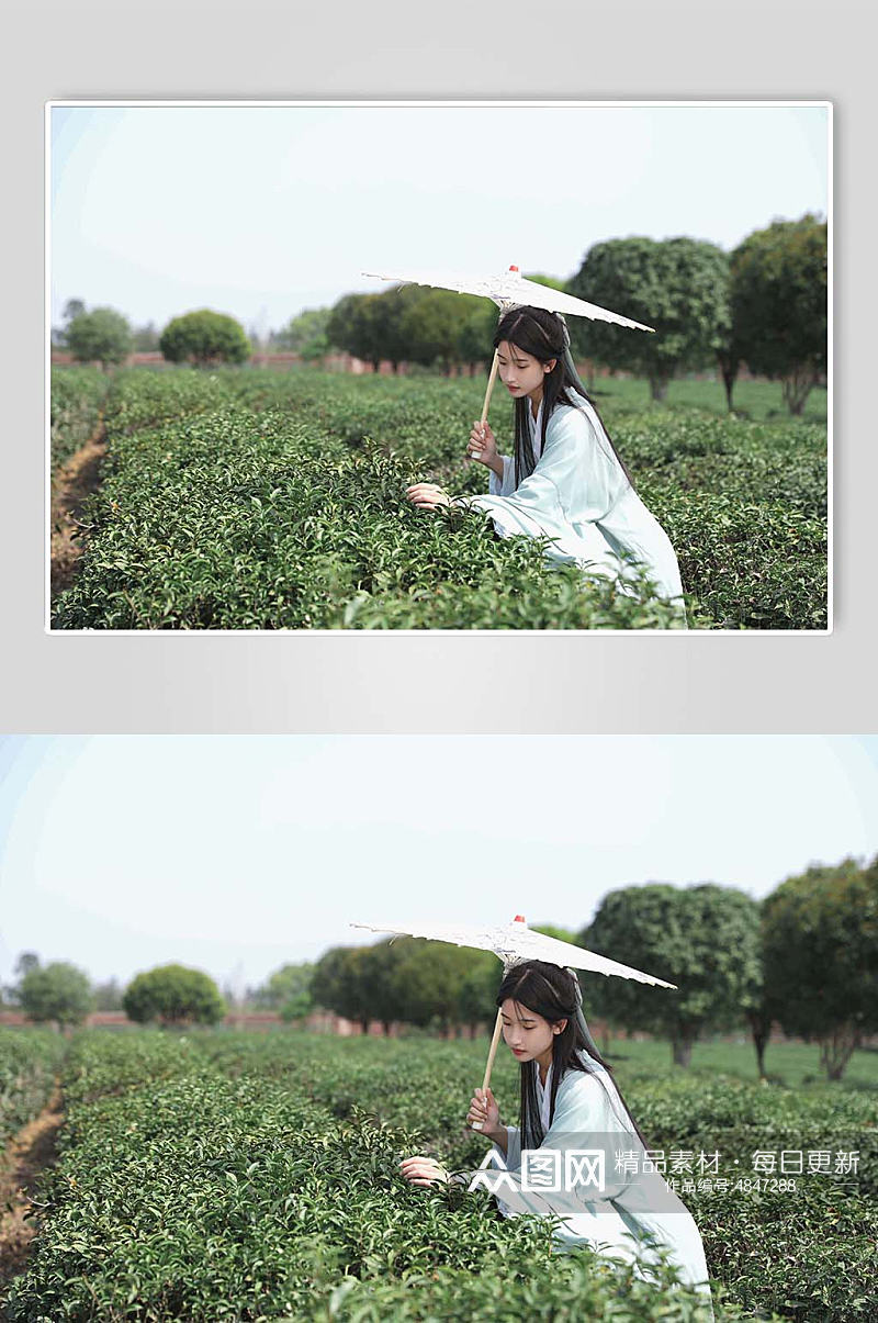 漫步春季茶园采茶汉服少女撑油纸伞人物摄影图素材