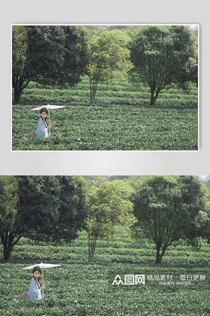 漫步春季茶园采茶汉服少女撑油纸伞人物摄影图素材