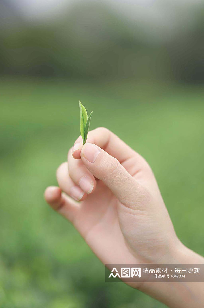 春季茶园采茶茶文化茶叶特写人物摄影图片素材