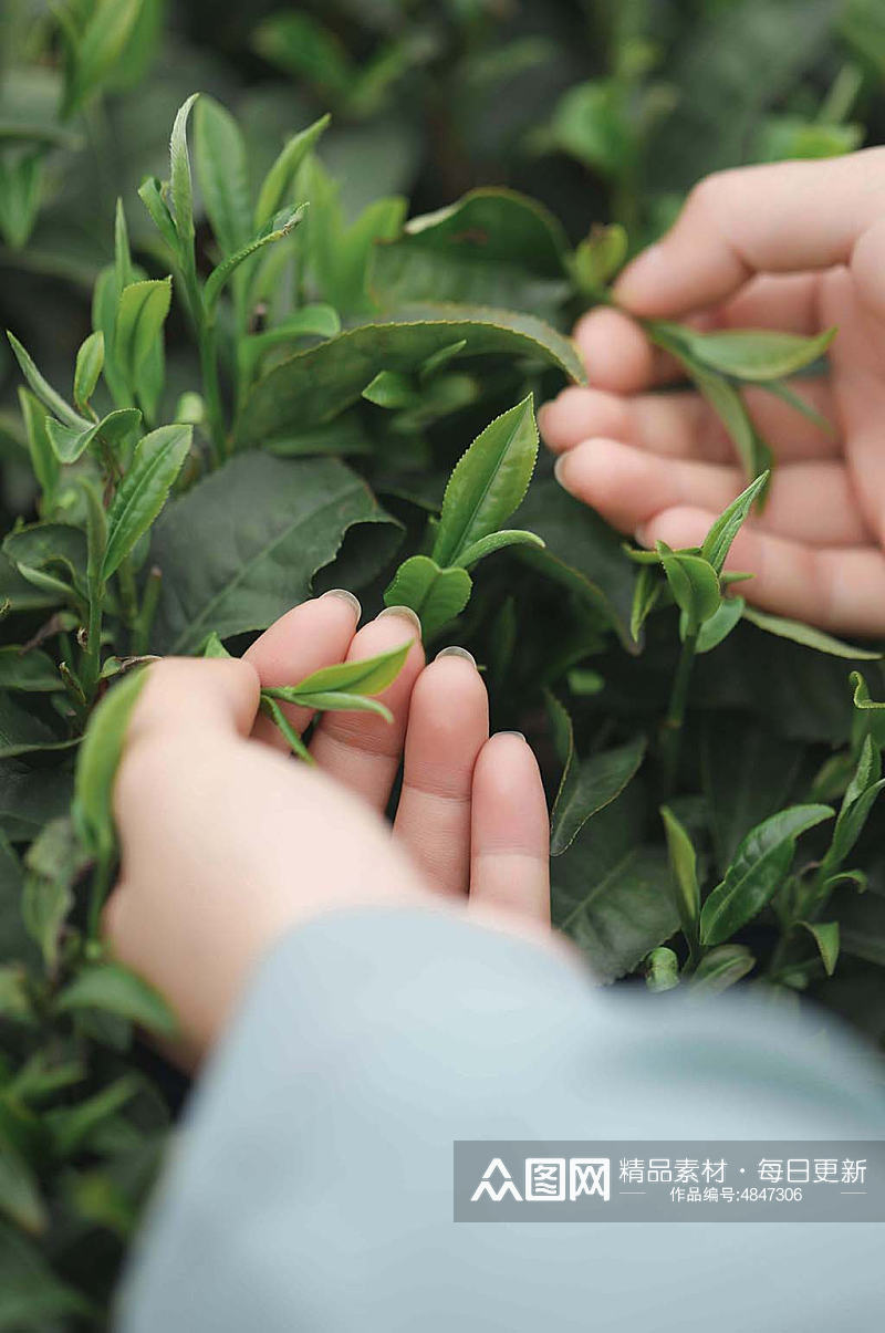 春季茶园春茶采茶茶文化茶叶特写人物摄影图片素材