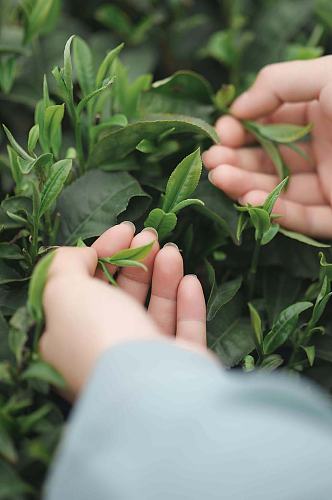 春季茶园春茶采茶茶文化茶叶特写人物摄影图片