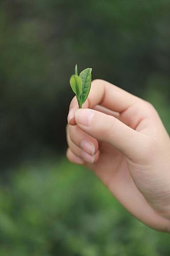 春季茶园春茶采茶茶文化茶叶特写人物摄影图片