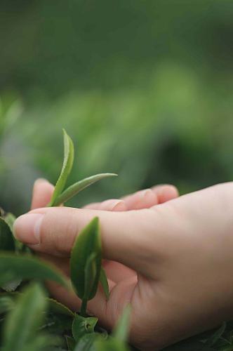 春季茶园春茶采茶茶文化茶叶特写人物摄影图片