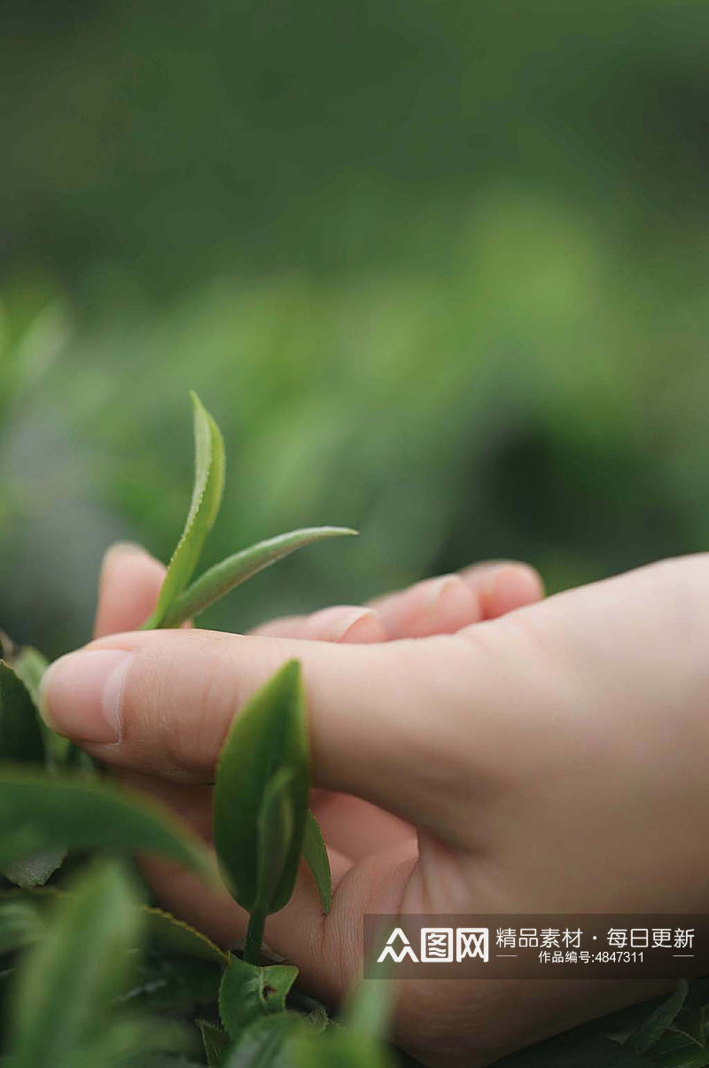 春季茶园春茶采茶茶文化茶叶特写人物摄影图片素材