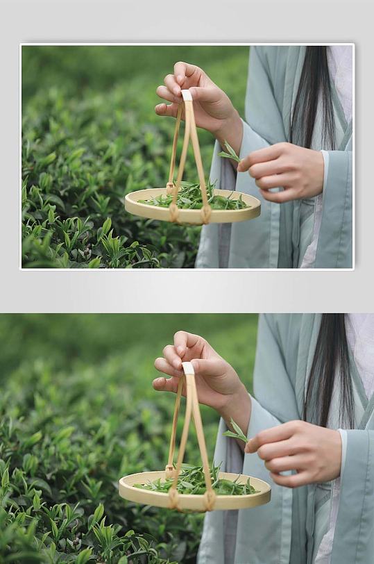 春季茶园采茶茶文化茶叶特写人物摄影图片