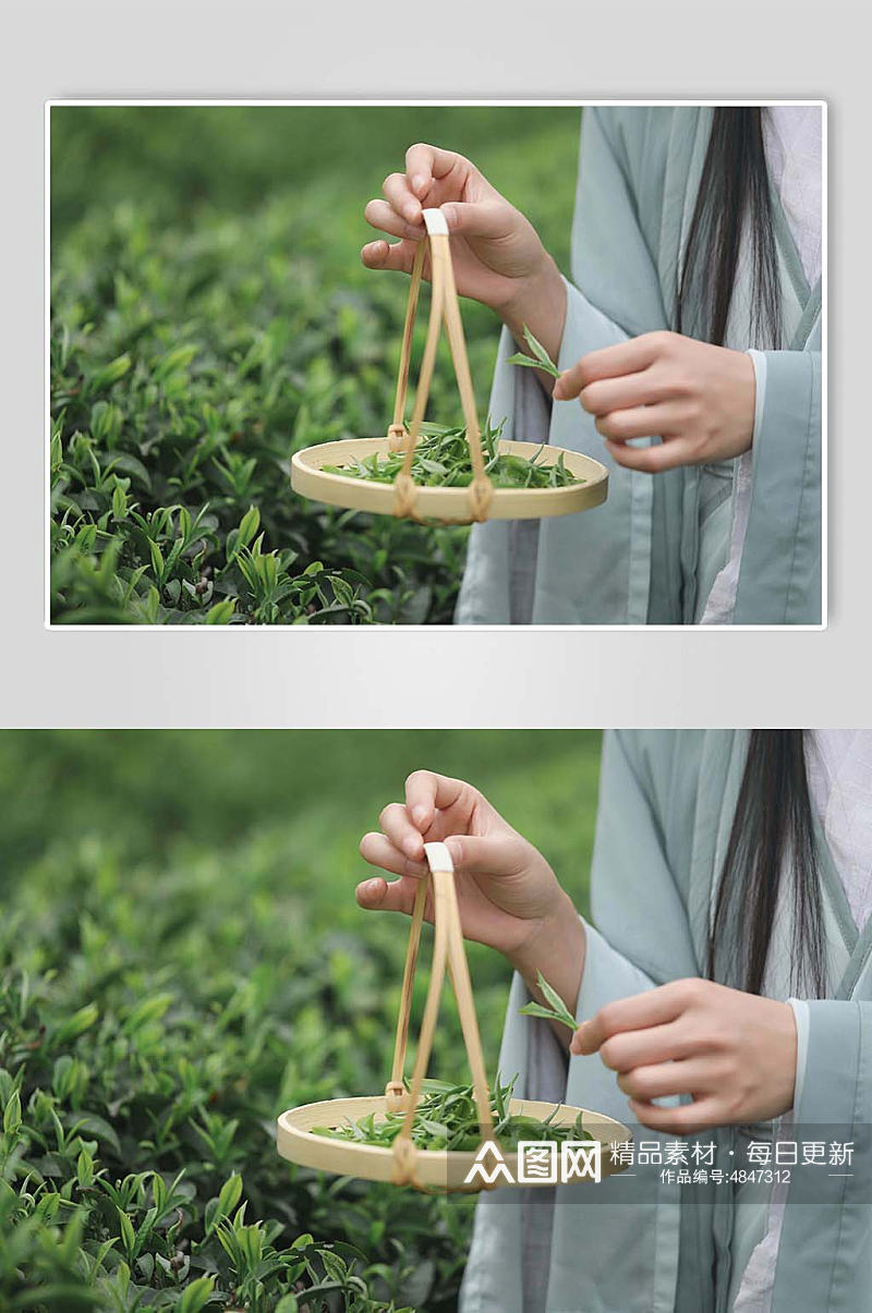 春季茶园采茶茶文化茶叶特写人物摄影图片素材