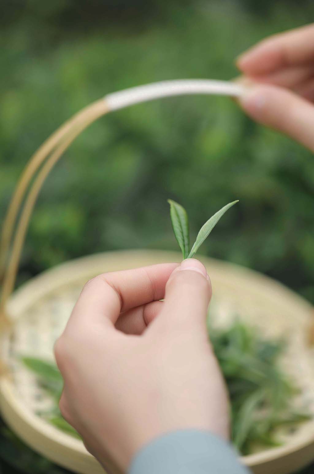 春季茶园采茶茶文化茶叶特写人物摄影图片素材