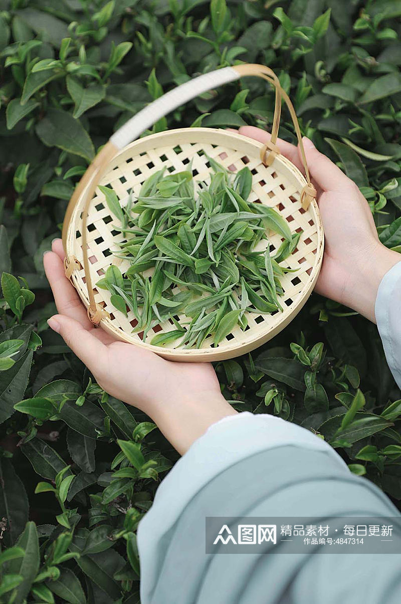 春季茶园春茶采茶茶文化茶叶特写人物摄影图片素材