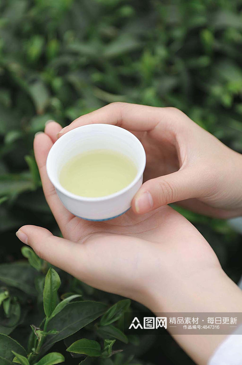 春季茶园沏茶茶文化茶叶特写人物摄影图片素材