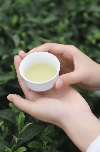 春季茶园沏茶茶文化茶叶特写人物摄影图片