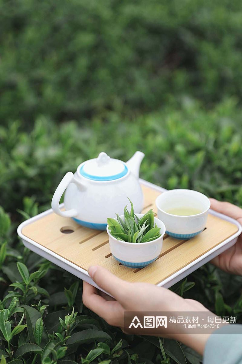 春季茶园沏茶茶文化茶叶特写人物摄影图片素材