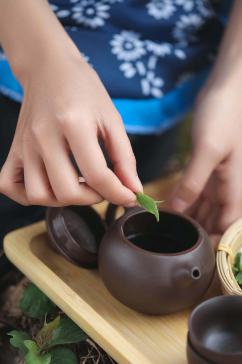 春季茶园沏茶茶文化茶叶特写人物摄影图片