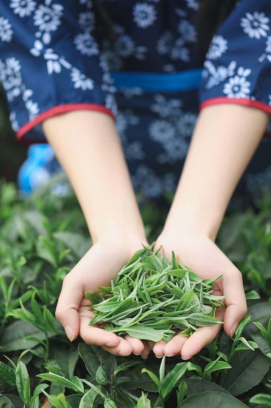 春季茶园春茶采茶茶文化茶叶特写人物摄影图片-众图网