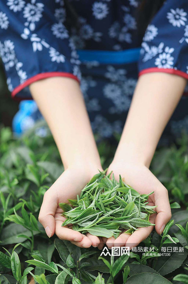 春季茶园春茶采茶茶文化茶叶特写人物摄影图片素材