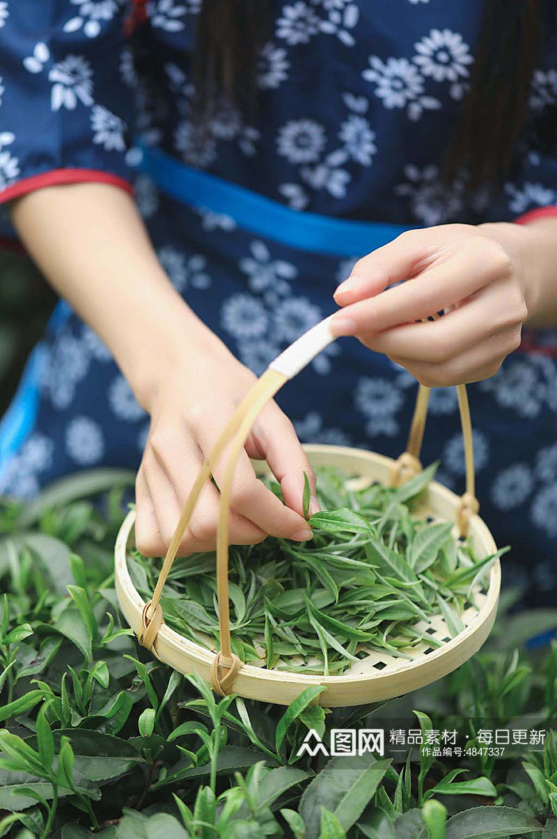 春季茶园采茶茶文化茶叶特写人物摄影图片素材