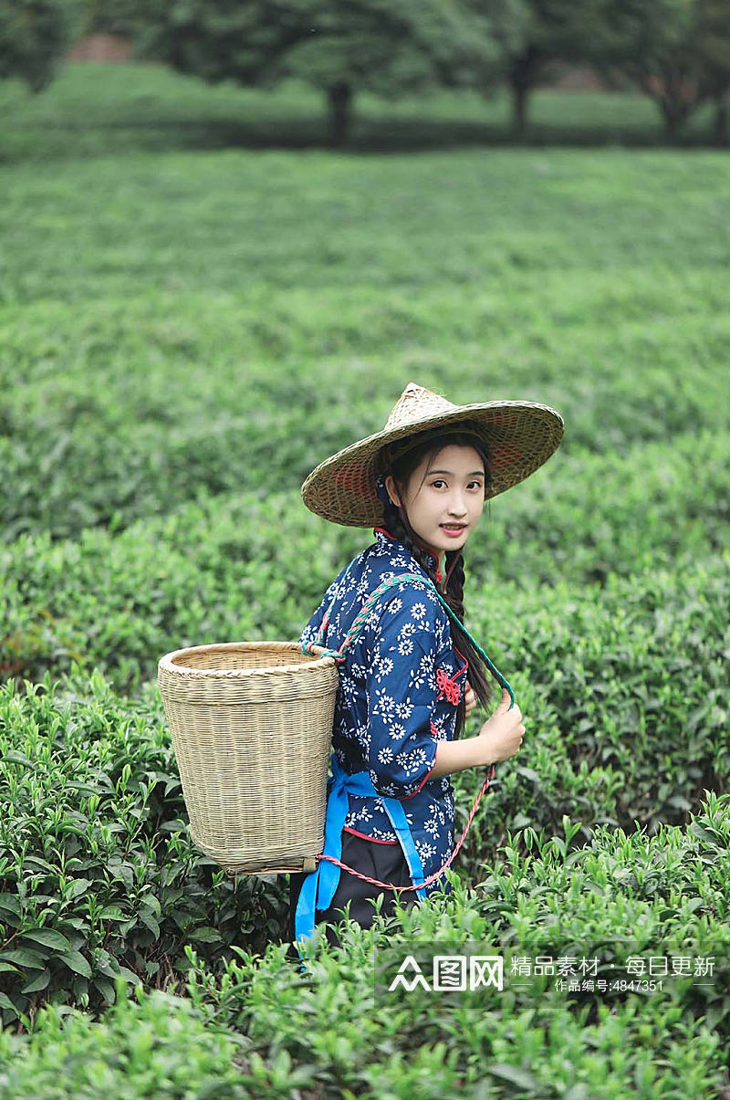 小清新茶叶春茶春季茶园采茶少女人物摄影图素材