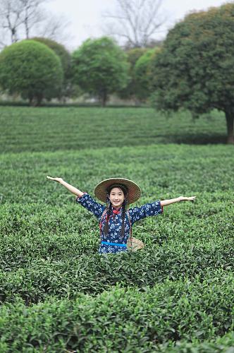 小清新茶叶春季茶园采茶少女人物摄影图
