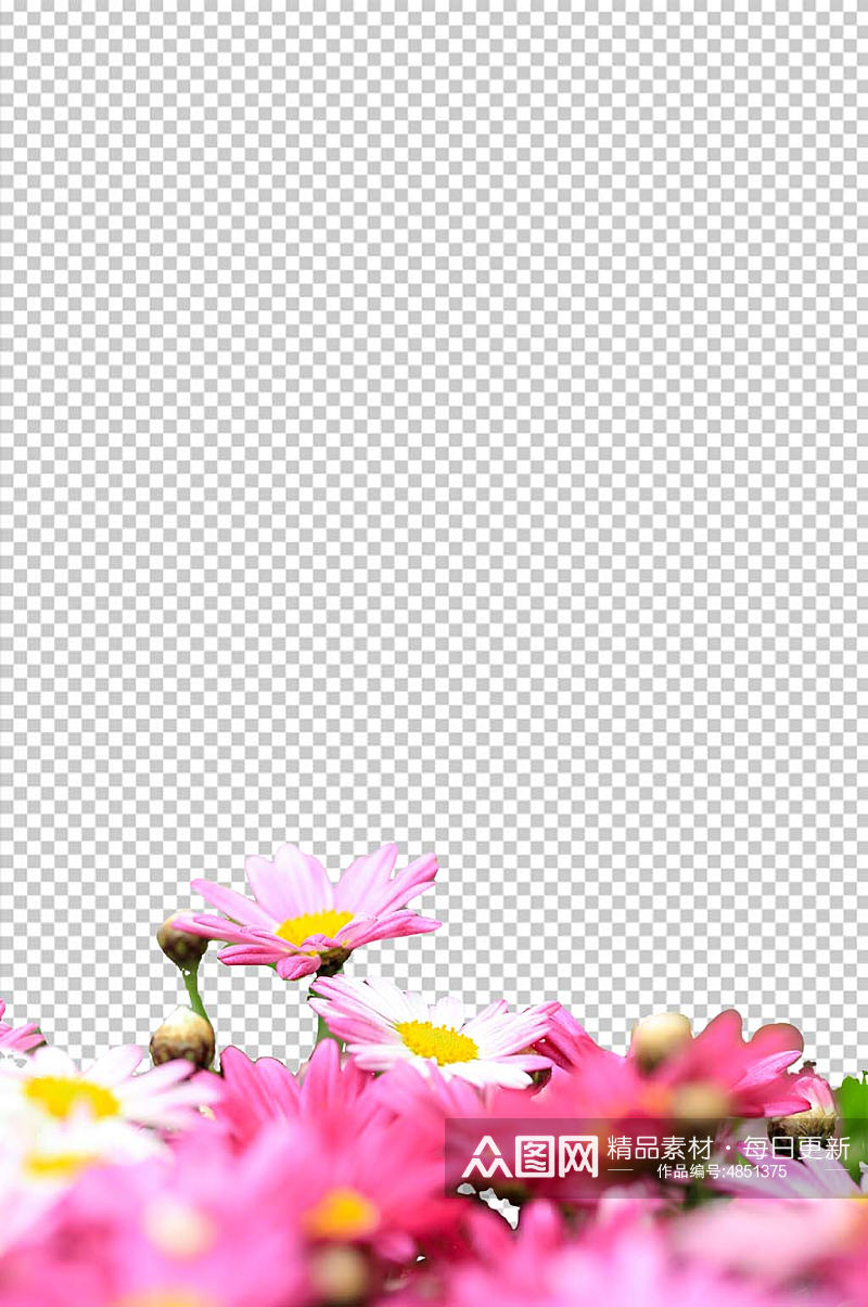 鲜艳粉色小雏菊花卉PNG免抠摄影图素材