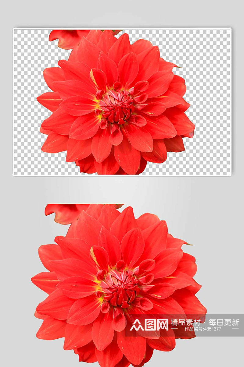 鲜艳红色大丽花花卉PNG免抠摄影图素材