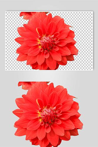 鲜艳红色大丽花花卉PNG免抠摄影图