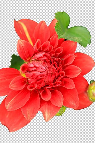鲜艳红色大丽花花卉PNG免抠摄影图