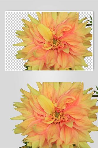 淡雅黄色大丽花花卉PNG免抠摄影图