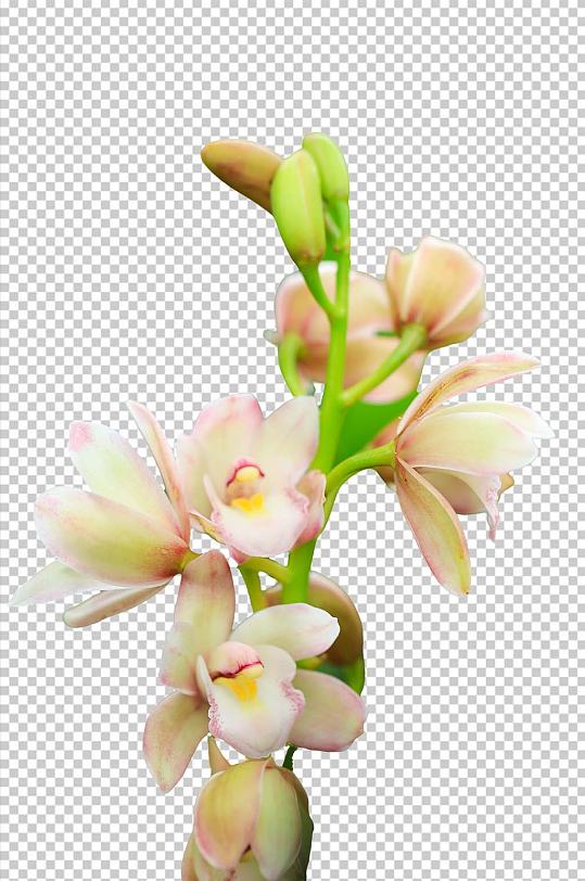 素雅白色大花蕙兰花花卉PNG免抠摄影图