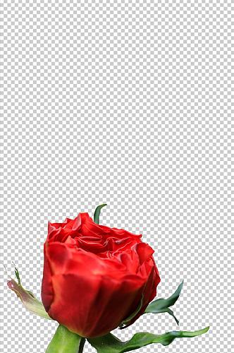 鲜艳红色玫瑰花花卉PNG免抠摄影图