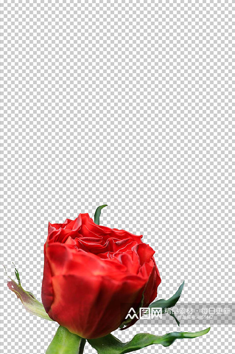 鲜艳红色玫瑰花花卉PNG免抠摄影图素材