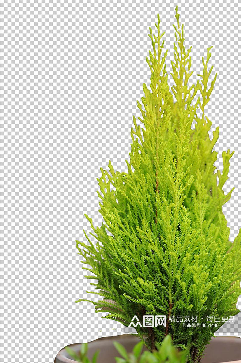 清新自然绿色植物天门冬PNG免抠摄影图素材