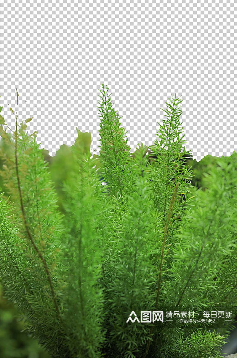 清新自然绿色植物天门冬PNG免抠摄影图素材