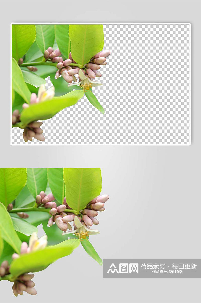 清新绿色自然柠檬花花芽PNG免抠摄影图素材