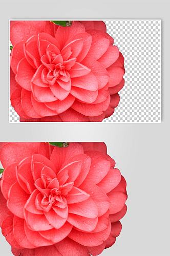 鲜艳红色山茶花花卉PNG免抠摄影图