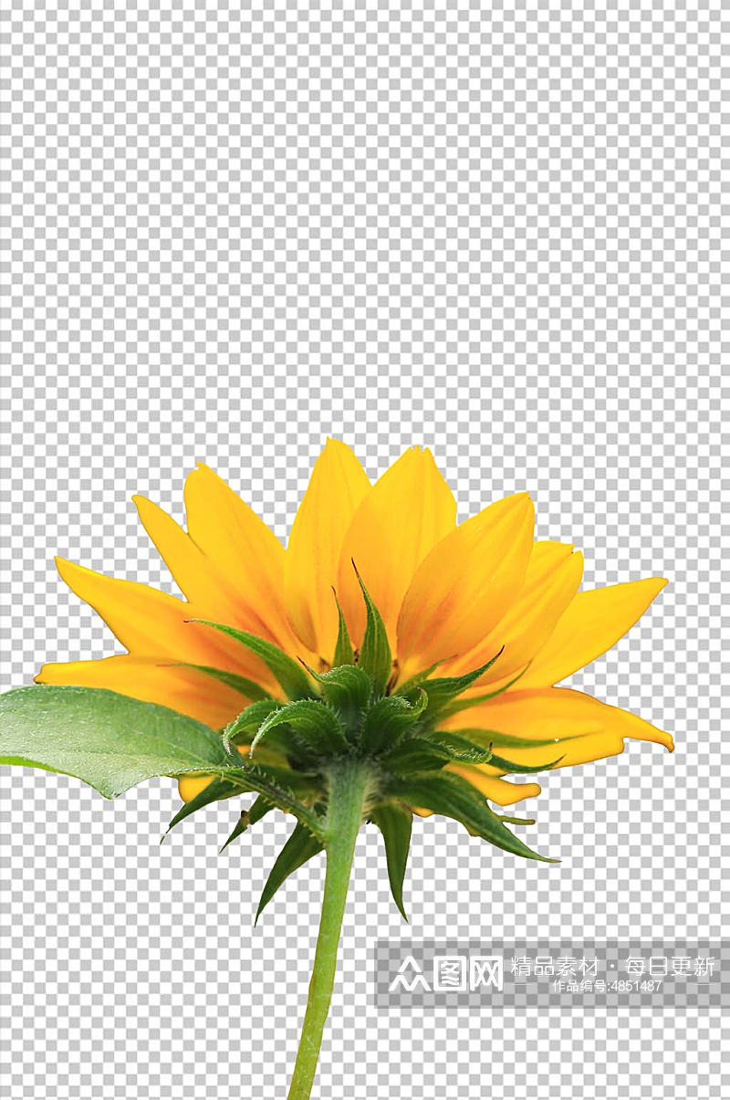 鲜艳黄色向日葵花花卉PNG免抠摄影图素材