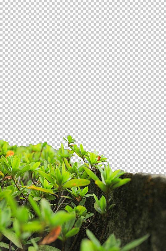 清新自然绿色植物植被PNG免抠摄影图