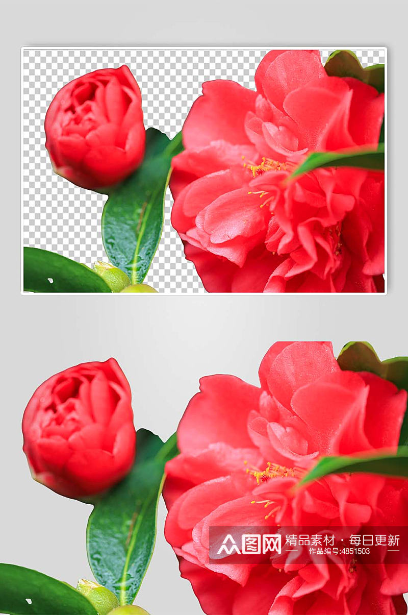 鲜艳红色山茶花花卉PNG免抠摄影图素材