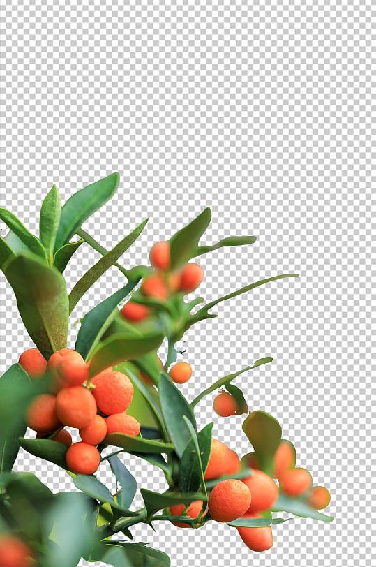 清新自然植物橙色橘子PNG免抠摄影图