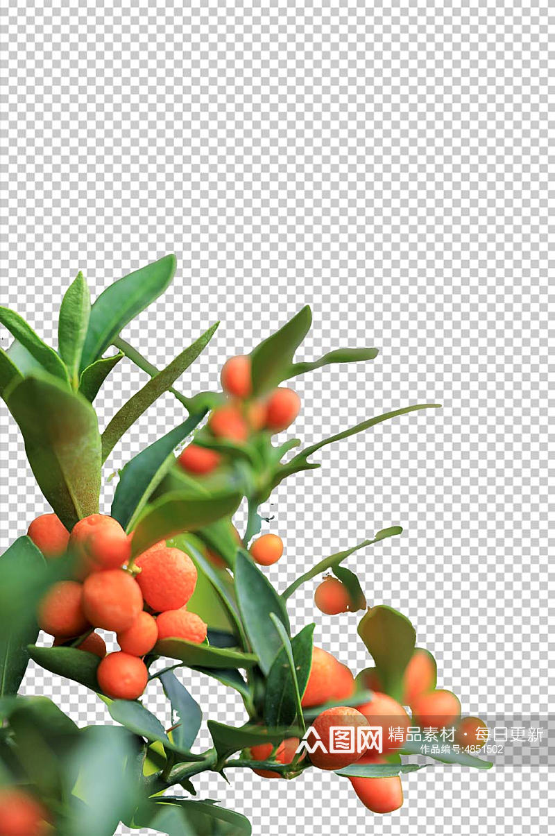 清新自然植物橙色橘子PNG免抠摄影图素材