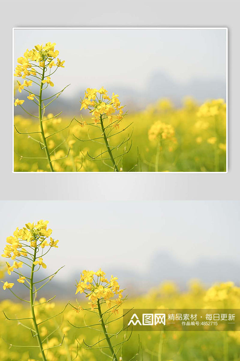 赏花赏花季春季春天油菜花摄影图片素材