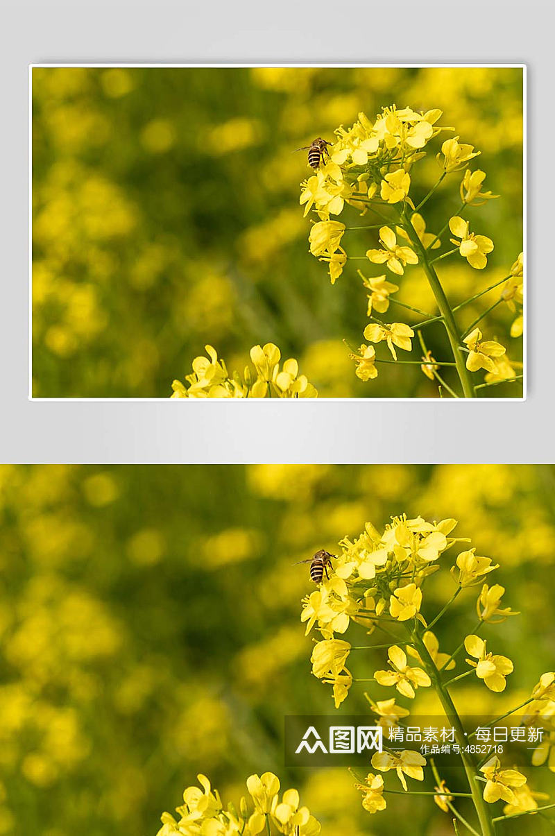 赏花赏花季春季春天油菜花摄影图片素材