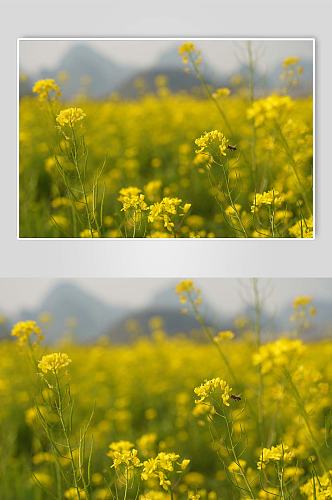 春季自然风光清新油菜花花田花卉摄影图片